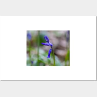 Bluebell - woodland flower Posters and Art